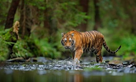 Harimau Mati Misterius Di Tiger Kingdom Chiang Mai