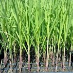 Cara Budidaya Tebu Yang Efektif Untuk Meningkatkan Hasil Panen