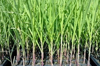 Cara Budidaya Tebu Yang Efektif Untuk Meningkatkan Hasil Panen