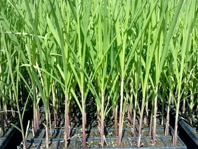 Cara Budidaya Tebu Yang Efektif Untuk Meningkatkan Hasil Panen