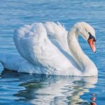 Peran Angsa Dalam Ekosistem Perairan Dan Lingkungan