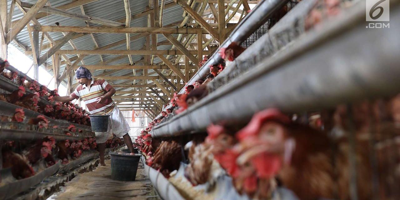 Strategi Efektif Meningkatkan Hasil Telur Dari Ayam Petelur