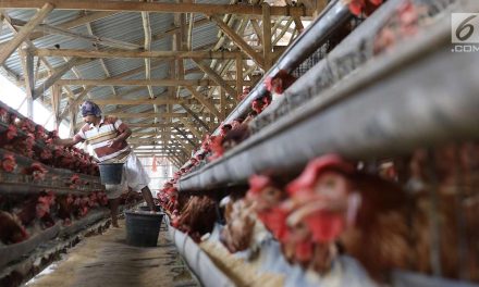 Strategi Efektif Meningkatkan Hasil Telur Dari Ayam Petelur