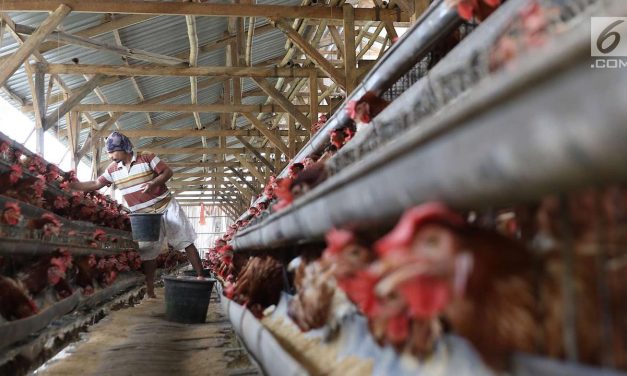 Strategi Efektif Meningkatkan Hasil Telur Dari Ayam Petelur