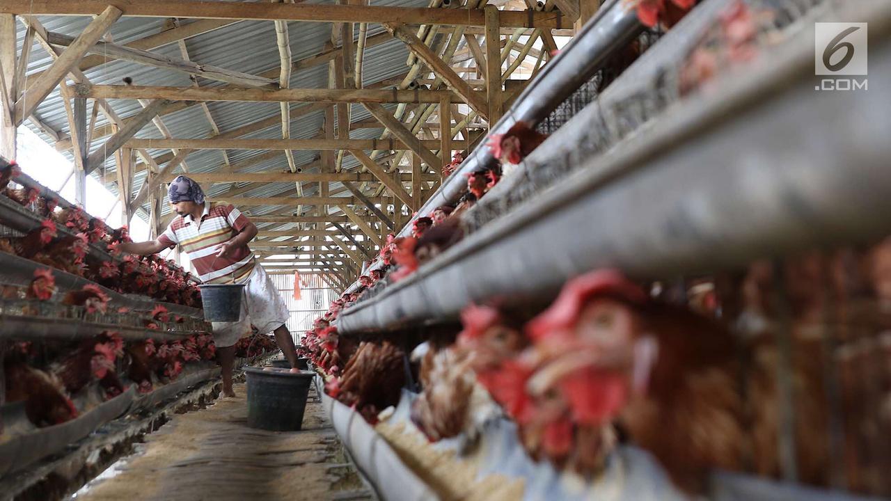 Strategi Efektif Meningkatkan Hasil Telur Dari Ayam Petelur
