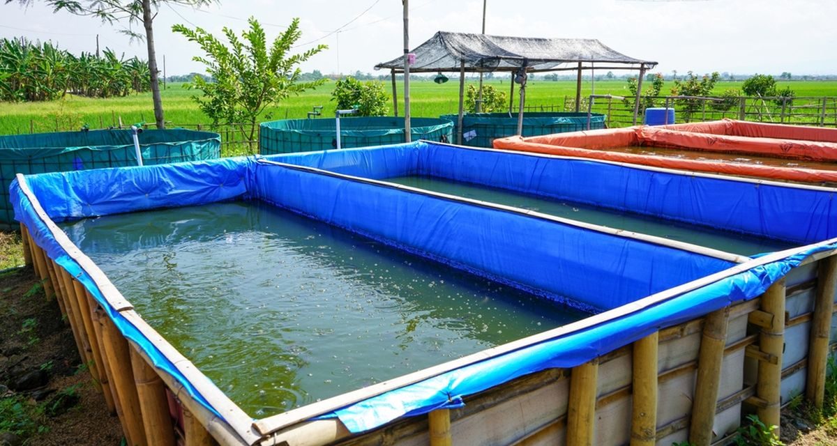 Cara Budidaya Lele Di Kolam Terpal Dengan Modal Terjangkau