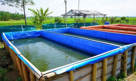 Cara Budidaya Lele Di Kolam Terpal Dengan Modal Terjangkau