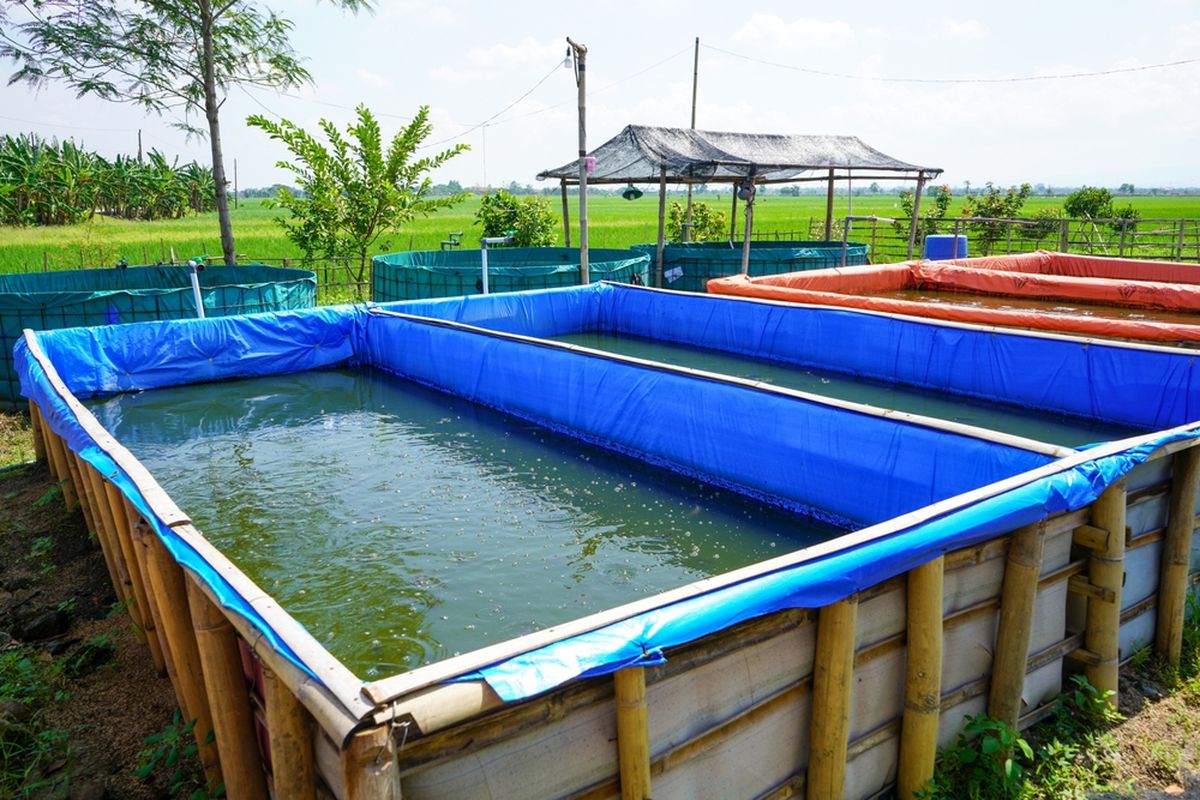 Cara Budidaya Lele Di Kolam Terpal Dengan Modal Terjangkau