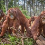 Kehidupan Orang Utan Di Hutan Tropis Kalimantan Dan Sumatra