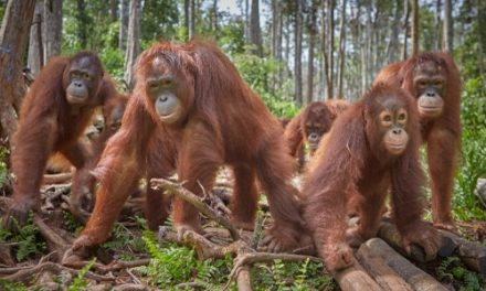 Kehidupan Orang Utan Di Hutan Tropis Kalimantan Dan Sumatra