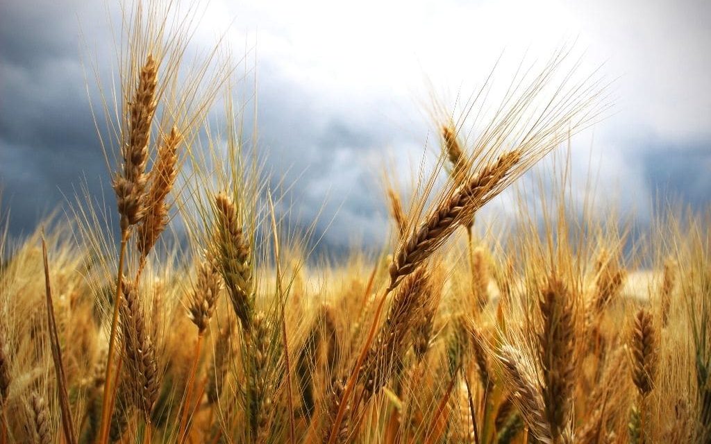 Peran Gandum Dalam Ketahanan Pangan Global