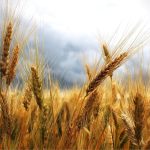 Peran Gandum Dalam Ketahanan Pangan Global