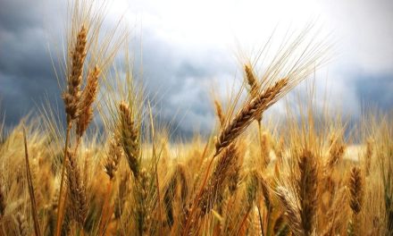 Peran Gandum Dalam Ketahanan Pangan Global