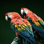 Tips Merawat Burung Kakak Tua Agar Sehat Dan Jinak