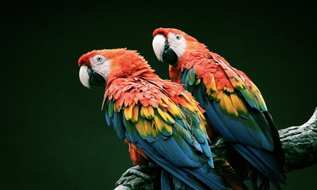 Tips Merawat Burung Kakak Tua Agar Sehat Dan Jinak