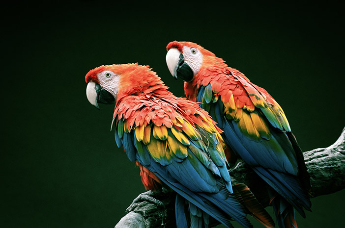 Tips Merawat Burung Kakak Tua Agar Sehat Dan Jinak