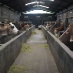Panduan Budidaya Sapi Potong Untuk Pemula