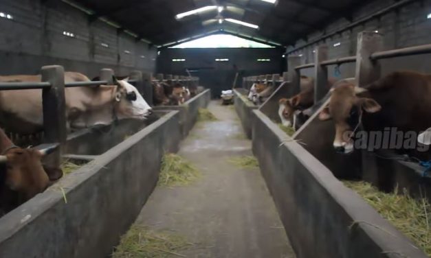 Panduan Budidaya Sapi Potong Untuk Pemula