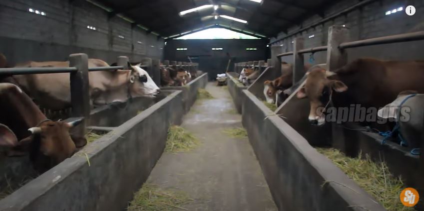 Panduan Budidaya Sapi Potong Untuk Pemula