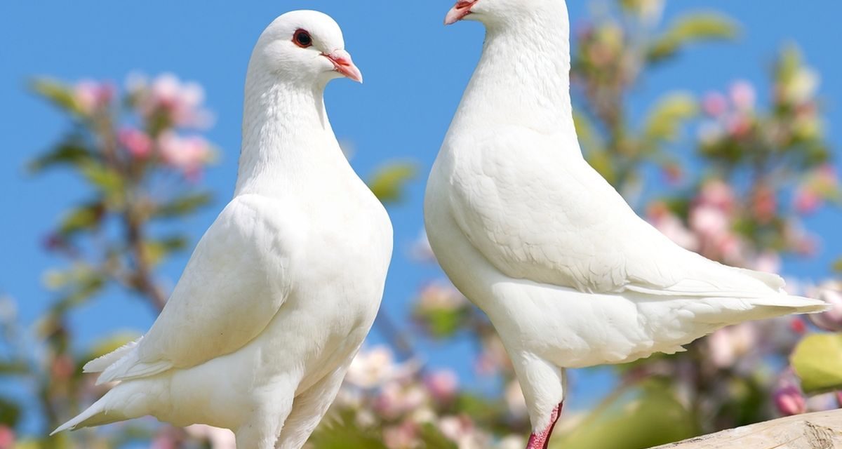 Burung Merpati: Sejarah, Karakteristik, Dan Cara Perawatannya