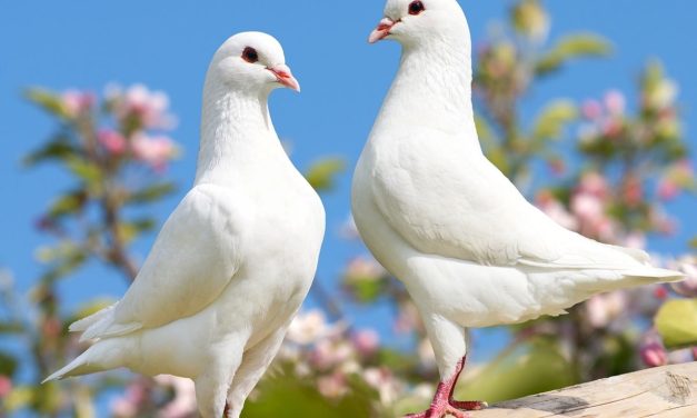 Burung Merpati: Sejarah, Karakteristik, Dan Cara Perawatannya