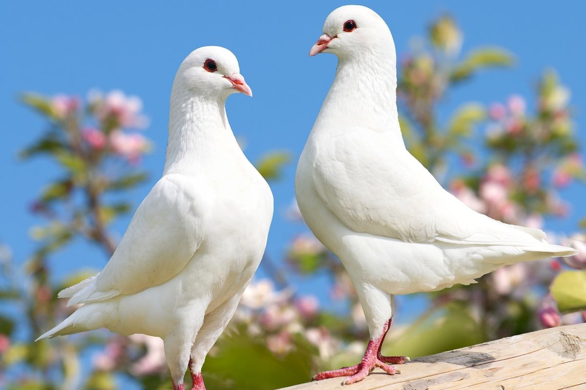 Burung Merpati: Sejarah, Karakteristik, Dan Cara Perawatannya