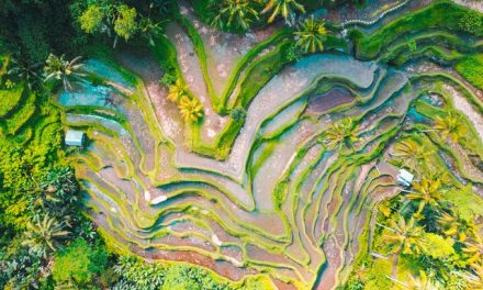 Keanekaragaman Flora Dan Fauna Indonesia Yang Mendunia