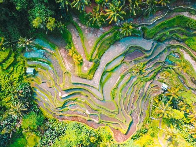 Keanekaragaman Flora dan Fauna Indonesia yang Mendunia