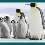 Fakta Menarik Penguin: Habitat, Jenis, Dan Cara Bertahan Hidup