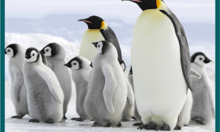 Fakta Menarik Penguin: Habitat, Jenis, Dan Cara Bertahan Hidup