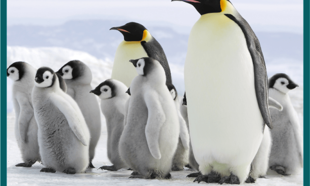 Fakta Menarik Penguin: Habitat, Jenis, Dan Cara Bertahan Hidup