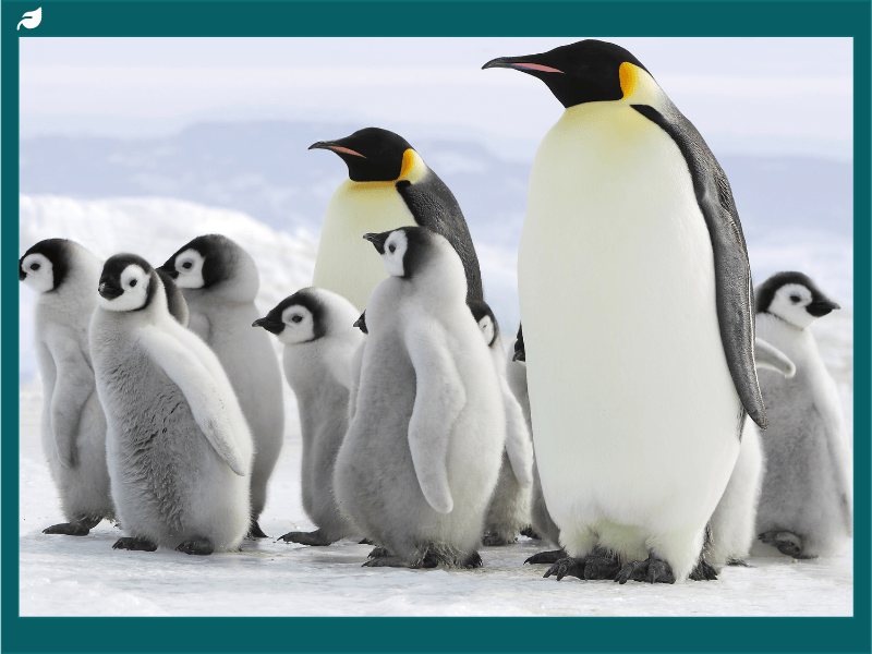 Fakta Menarik Penguin: Habitat, Jenis, Dan Cara Bertahan Hidup