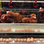Tips Sukses Ternak Ayam Petelur Untuk Pemula Agar Untung