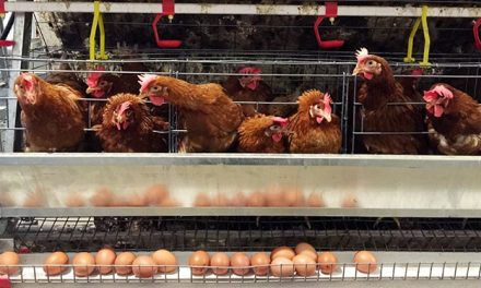 Tips Sukses Ternak Ayam Petelur Untuk Pemula Agar Untung