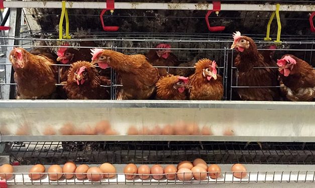 Tips Sukses Ternak Ayam Petelur Untuk Pemula Agar Untung