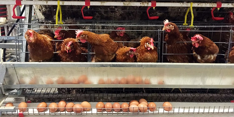 Tips Sukses Ternak Ayam Petelur Untuk Pemula Agar Untung