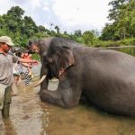Wisata Alam Tangkahan Dan Hutan Yang Menarik Untuk Dijelajahi