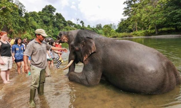 Wisata Alam Tangkahan Dan Hutan Yang Menarik Untuk Dijelajahi