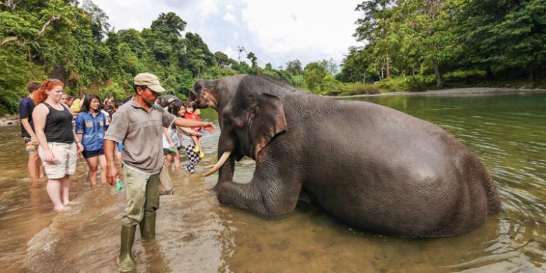 Wisata Alam Tangkahan Dan Hutan Yang Menarik Untuk Dijelajahi
