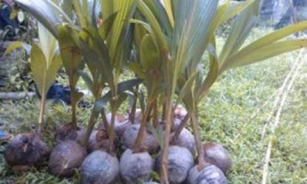 Budidaya Kelapa: Tahapan Menanam Hingga Merawat Tanaman