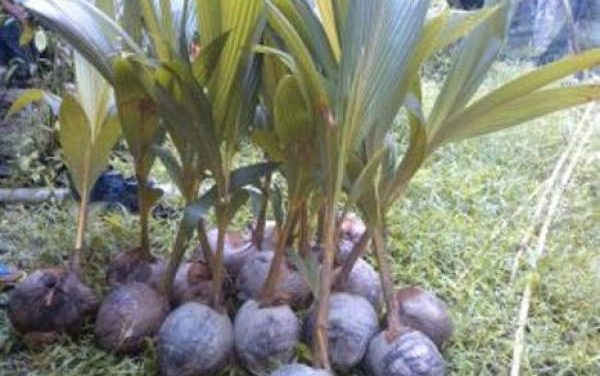 Budidaya Kelapa: Tahapan Menanam Hingga Merawat Tanaman