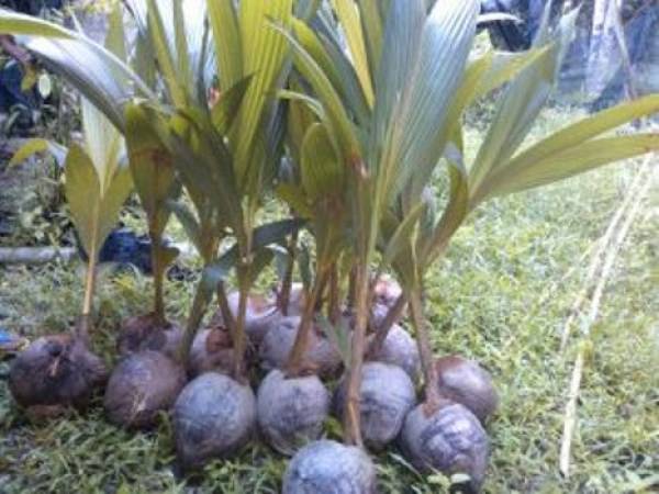 Budidaya Kelapa: Tahapan Menanam Hingga Merawat Tanaman