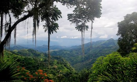 Hutan Tropis: Peran Penting Menjaga Keseimbangan Ekosistem