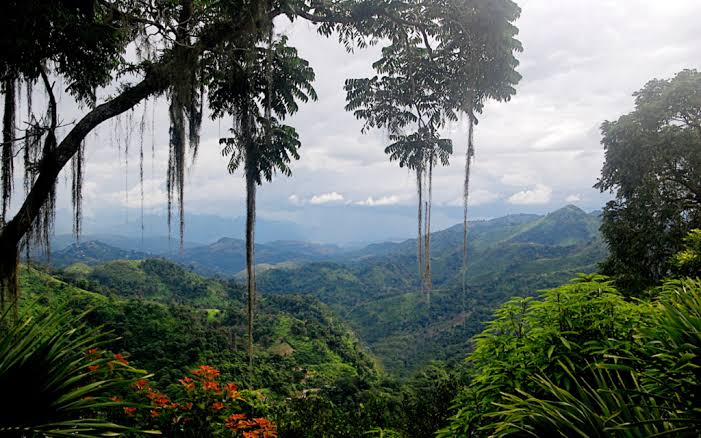 Hutan Tropis: Peran Penting Menjaga Keseimbangan Ekosistem