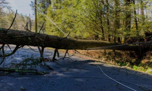 Pohon Tumbang: Penyebab, Risiko, Dan Cara Mengantisipasi