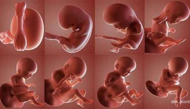 Perkembangan Janin: Perubahan Dan Tahapan Pertumbuhan